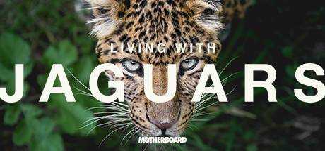 Living with Jaguars