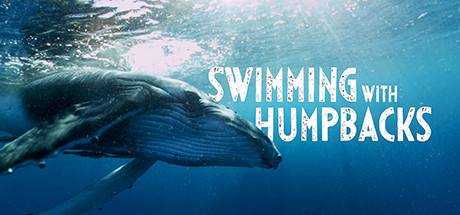 Swimming with Humpbacks