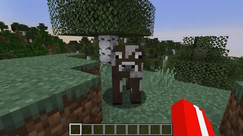 Cows can be find in any biome
