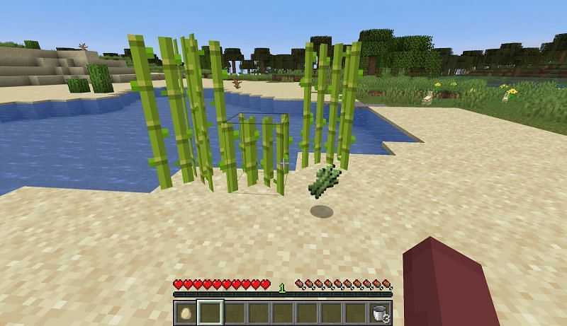 Сахарный тростник можно найти рядом с водоемами