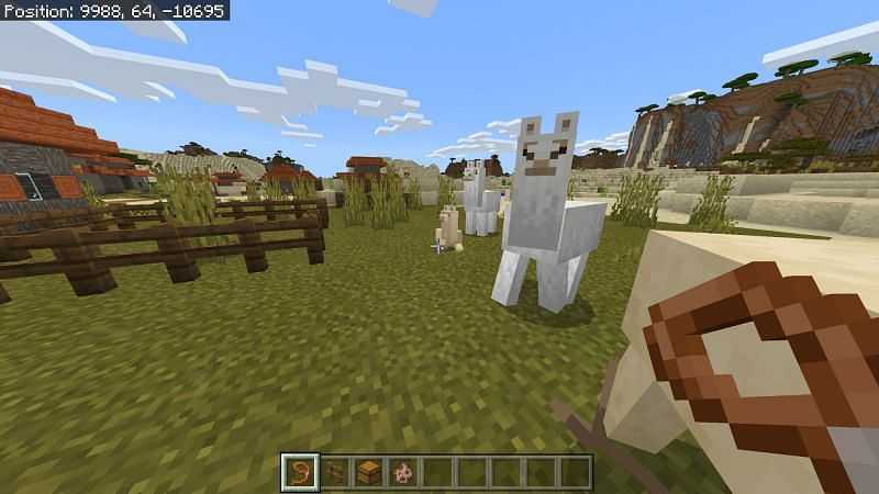 Ведущие дикие ламы в Minecraft